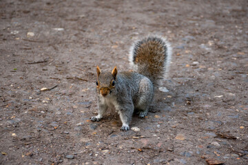 A cute squirrel standing on a forest path, showcasing its fluffy tail and inquisitive expression. Perfect for nature and wildlife themes.