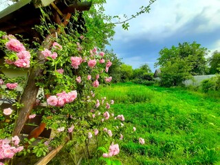 Blooming Tea Roses Adorn a Lush Garden by a Rustic Wooden Structure on a Cloudy Day