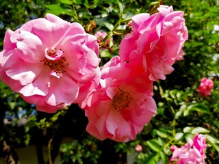 Obraz premium Vibrant Pink Tea Rose Flowers in Full Bloom Against Lush Greenery in a Sunny Garden