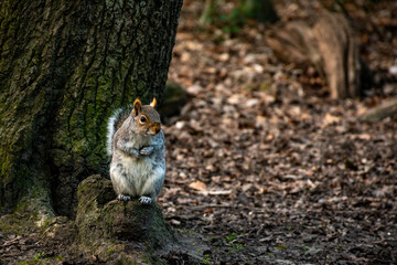 Squirrel perched on a tree stump in Highgate Wood, London, showcasing the beauty of urban wildlife and nature awareness.