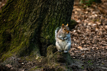 A curious squirrel standing on a rock near a tree trunk in a natural setting, showcasing wildlife and the beauty of nature.