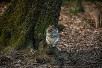 A curious gray squirrel perched on a tree stump in a tranquil woodland setting, embodying the beauty of nature and wildlife.
