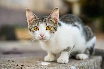 White and gray cat staring intently at camera
