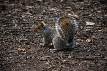 Squirrel sitting on the ground surrounded by natural debris. Emphasizing wildlife in urban parks and the beauty of nature.