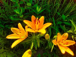 Fototapeta premium Bright Yellow Lily Flowers Blooming in a Lush Green Garden During Springtime