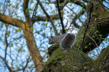 A curious squirrel perched atop a mossy tree branch, showcasing the beauty of nature and wildlife in a vibrant green environment.