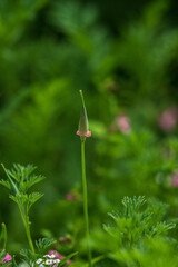 Green unopened flower bud standing tall in meadow.
