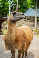 Full body view of llama standing in zoo enclosure.
