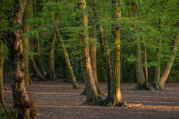 Serene forest scene featuring tall trees basking in sunlight, creating a peaceful atmosphere perfect for relaxation, nature appreciation, and outdoor activities.
