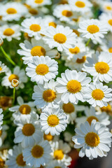 Obraz premium White daisies with yellow centers in bright sunlight.