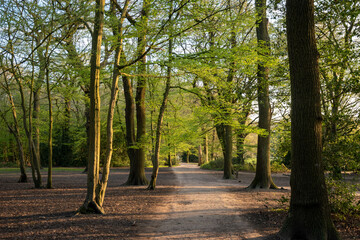 Serene forest pathway surrounded by vibrant green trees, perfect for nature lovers and those...