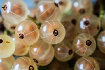 Macro closeup of translucent white currants.