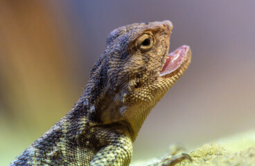 Steppe Agama (Trapelus sanguinolentus) with open mouth, close up