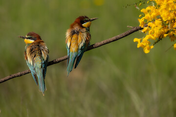 the bee-eater, Merops apiaster. The most striking bird of spring: