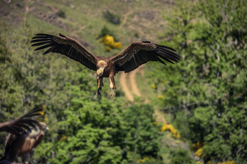 Griffon vulture, Gyps fulvus. Undoubtedly one of the most popular birds in the Iberian Peninsula, due to its abundance, its appearance, and its importance in clearing the countryside of other animal c