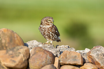 Little Owl, Athene noctua. Despite its scientific name, it should be sought out during the day,...