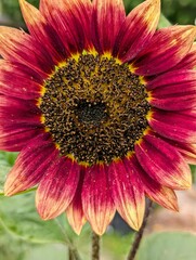 Close-up of Red Autumn Beauty sunflowers in full bloom