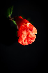 Close-up shot of a pomegranate flower bud highlighting the color. Black background.