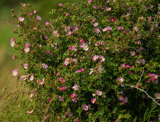 Dense bush of pink wildflowers in field.