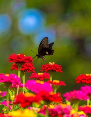 Fototapeta premium A black butterfly hovers near vibrant red and pink zinnias