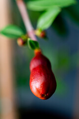 Close-up shot of a pomegranate bud highlighting its red color.