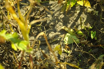 Sand lizard