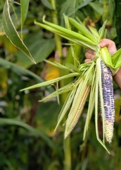 Indigenous blue corn harvest from home or community garden