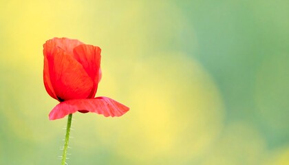 Obraz premium Close-up of a vibrant poppy bud against a soft, out-of-focus background