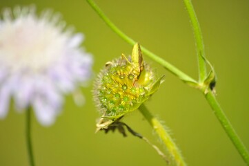 field scabious