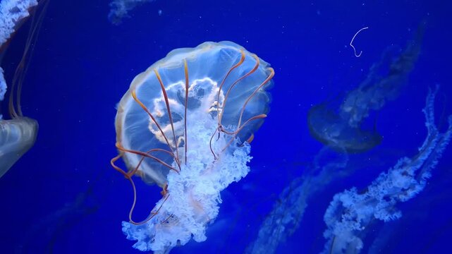 Medusas swims underwater. Beautiful jellyfishes swims in dark blue water