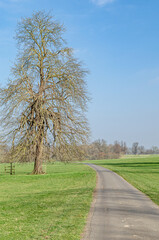 Pathway in a park in springtime