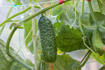 Cucumber vegetable. Cucumber growing in the garden.