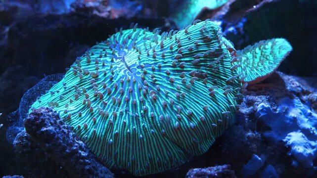 Amplexidiscus fenestrafer, also known as elephant ear anemone, is a species of coral belonging to phylum Cnidaria. Spineless animals. Slow Motion video