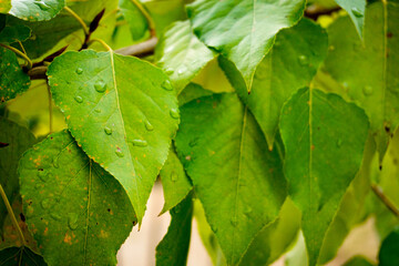  Green leaves