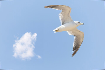 飛翔するウミネコ