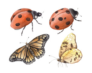 Insects of various kinds, beautiful red cows, butterflies of black-orange and yellow. Realistic watercolor illustrations of insects are suitable for the design of different Diane, books.
