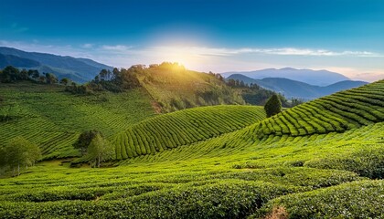 Fototapeta premium breathtaking outdoor landscape of a tea plantation