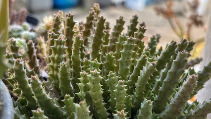 Succulent Plant (Huernia spp.). Close-up of a succulent plant with green and brown stems. The plant...