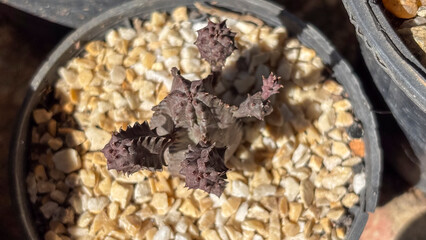 Euphorbia Plant (Euphorbia sp.). Overhead view of a succulent Euphorbia plant with multiple branches and shades of gray and purple. The plant is in a pot with light-colored stones.