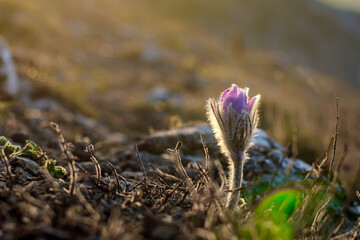 Dream grass pasqueflower