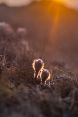 Dream grass pasqueflower