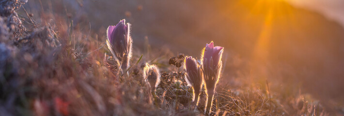 Dream grass pasqueflower