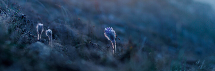 Dream grass pasqueflower
