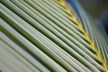 Coconut Palm Leaf (Cocos nucifera). Close-up of a palm leaf at a diagonal angle, highlighting the...