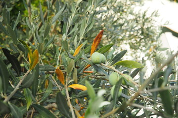 The olive, botanical name Olea europaea, meaning European olive, is a species of small tree or shrub in the family Oleaceae, found traditionally in the Mediterranean Basin, Africa and western Asia.