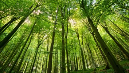 lush green fresh beech forests