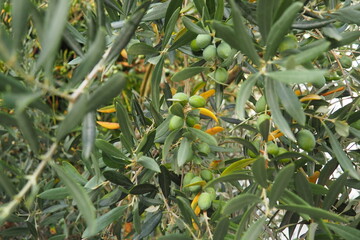 The olive, botanical name Olea europaea, meaning European olive, is a species of small tree or...