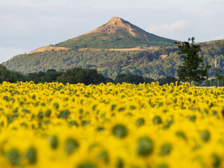 Sunflowers in a field with Roseberry Topping behind. Yorkshire