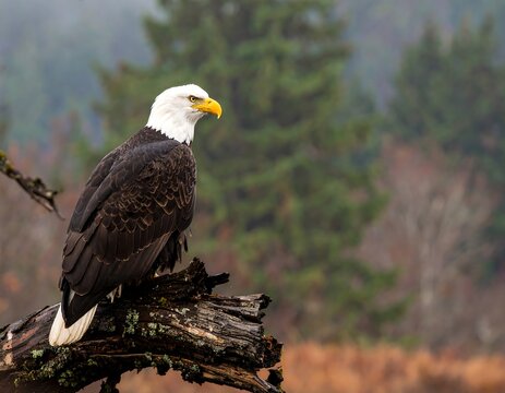 Bald eagle perched on a log, misty forest background
