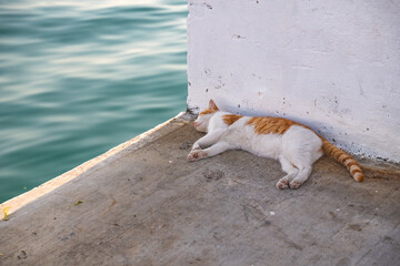 Peaceful ginger and white cat sleeping on concrete ledge by sea. Cute stray cat napping tranquilly by the calm blue water